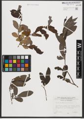 Foto von Salix appendiculata Vill.